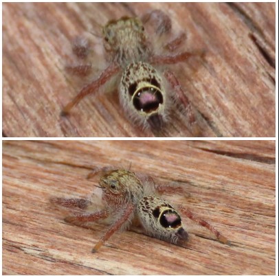 Heavy jumping spider