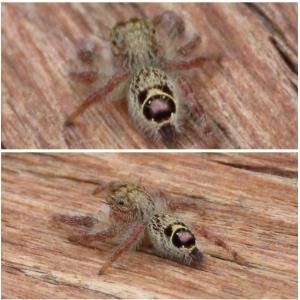 Heavy jumping spider