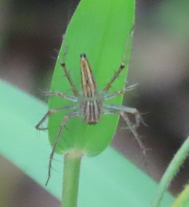 Lynx spider 