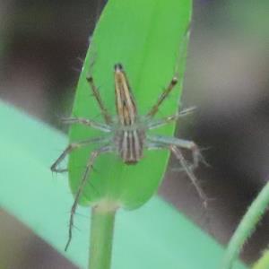 Lynx spider 