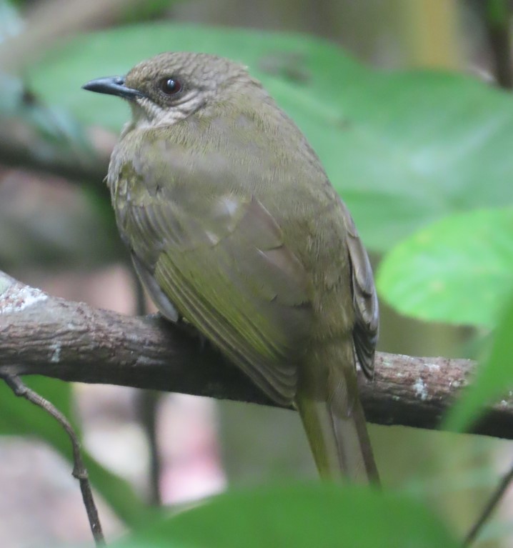 Olive-winged bulbul