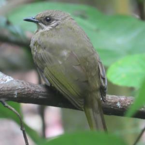Olive-winged bulbul