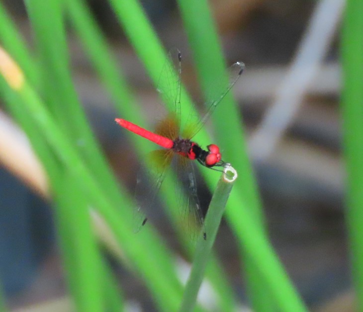 Scarlet pygmy 