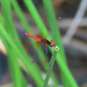 Scarlet pygmy 