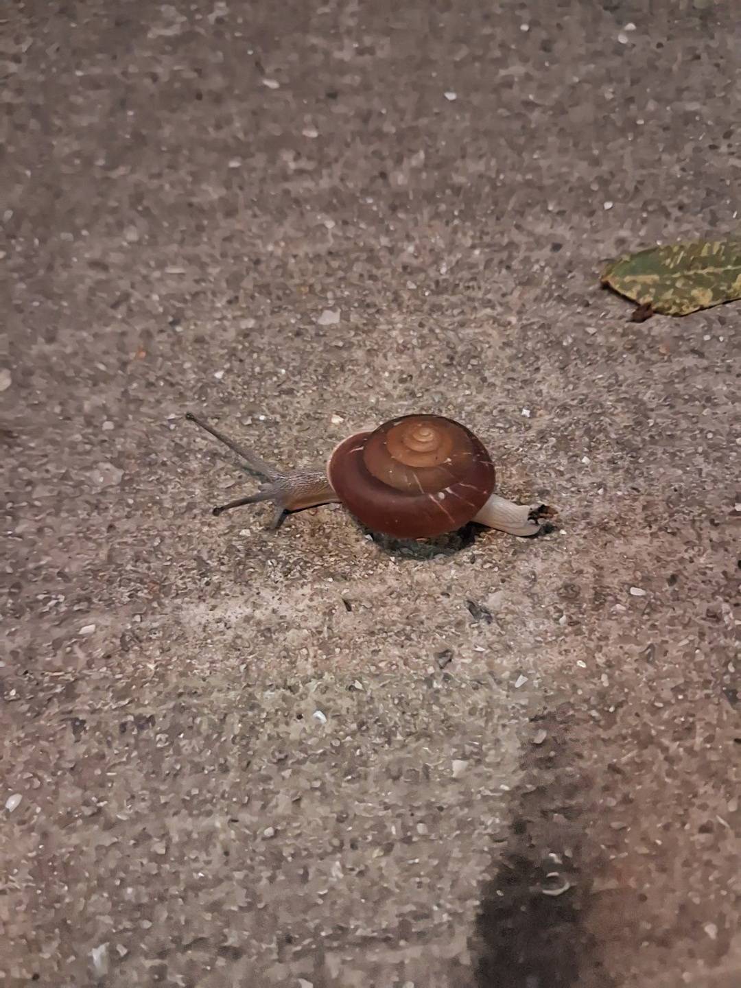 Blinking snail