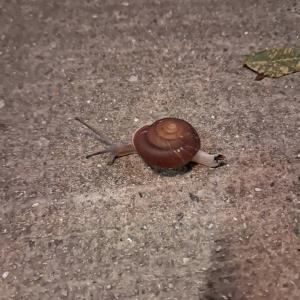 Blinking snail