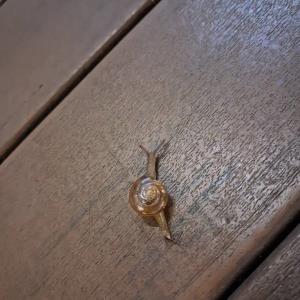 Glass snail