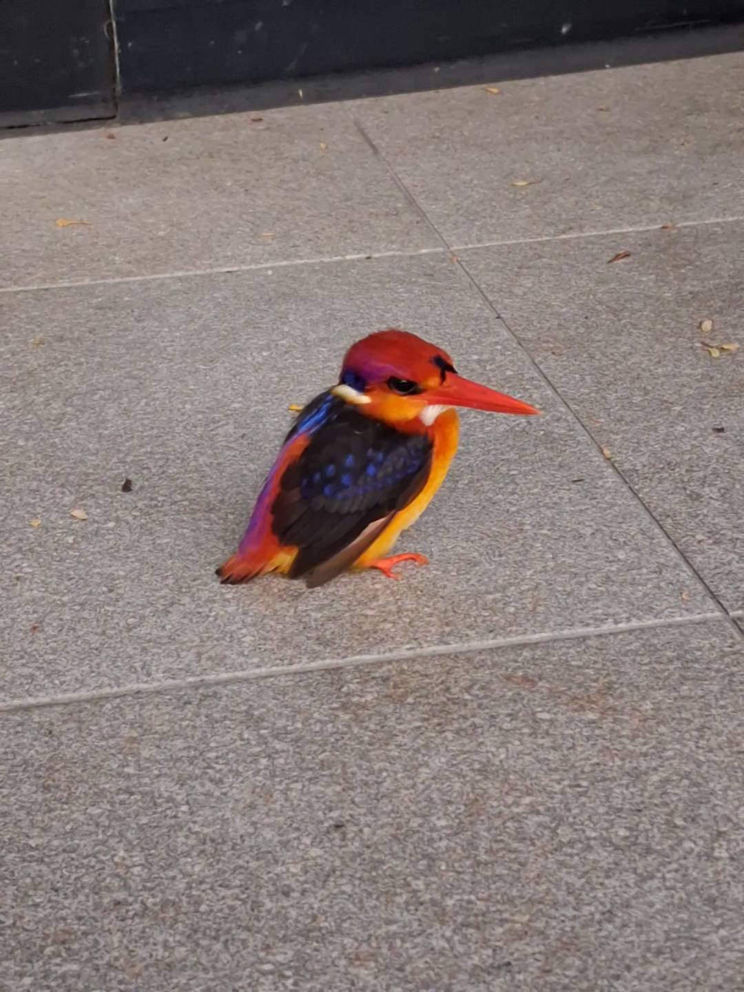 Oriental dwarf kingfisher 
