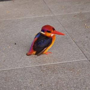 Oriental dwarf kingfisher 