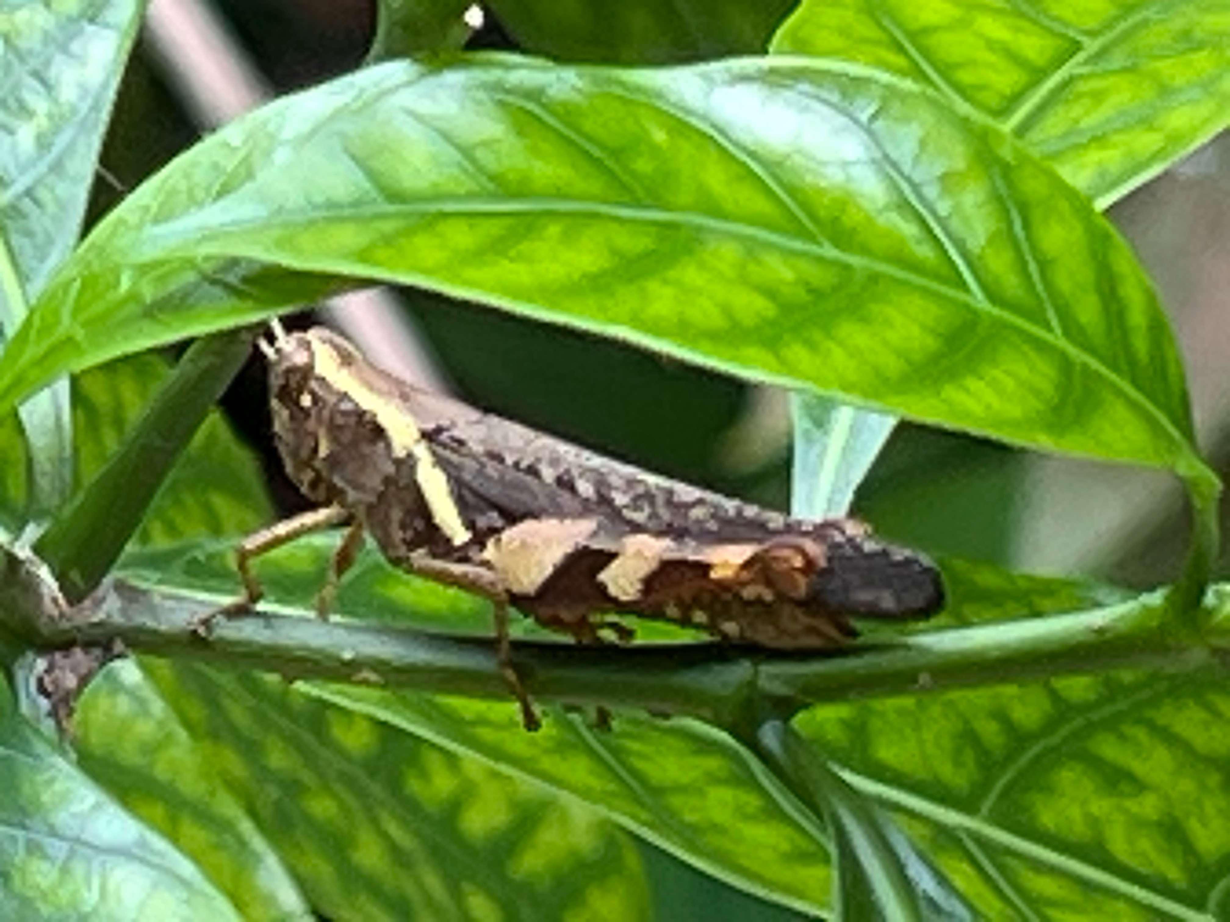 Rufous-legged grasshopper 
