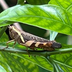 Rufous-legged grasshopper 
