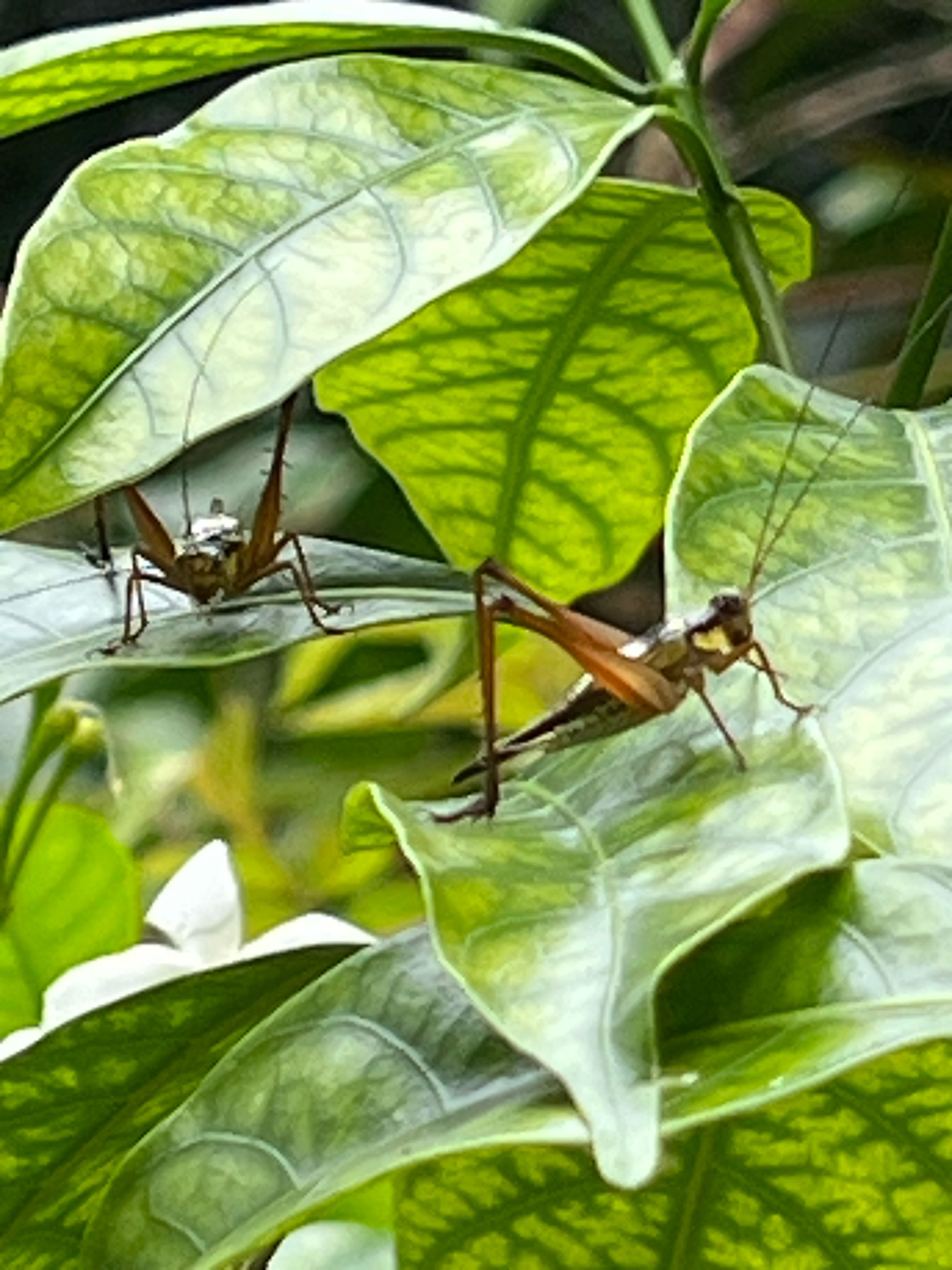 Roesel's bush-cricket (katydids)