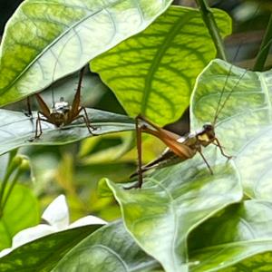 Roesel's bush-cricket (katydids)