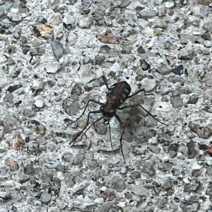 Golden-spotted tiger beetle (cicindela aurulenta)