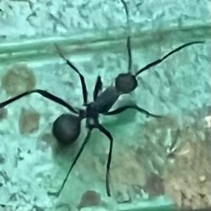 Spiny ant