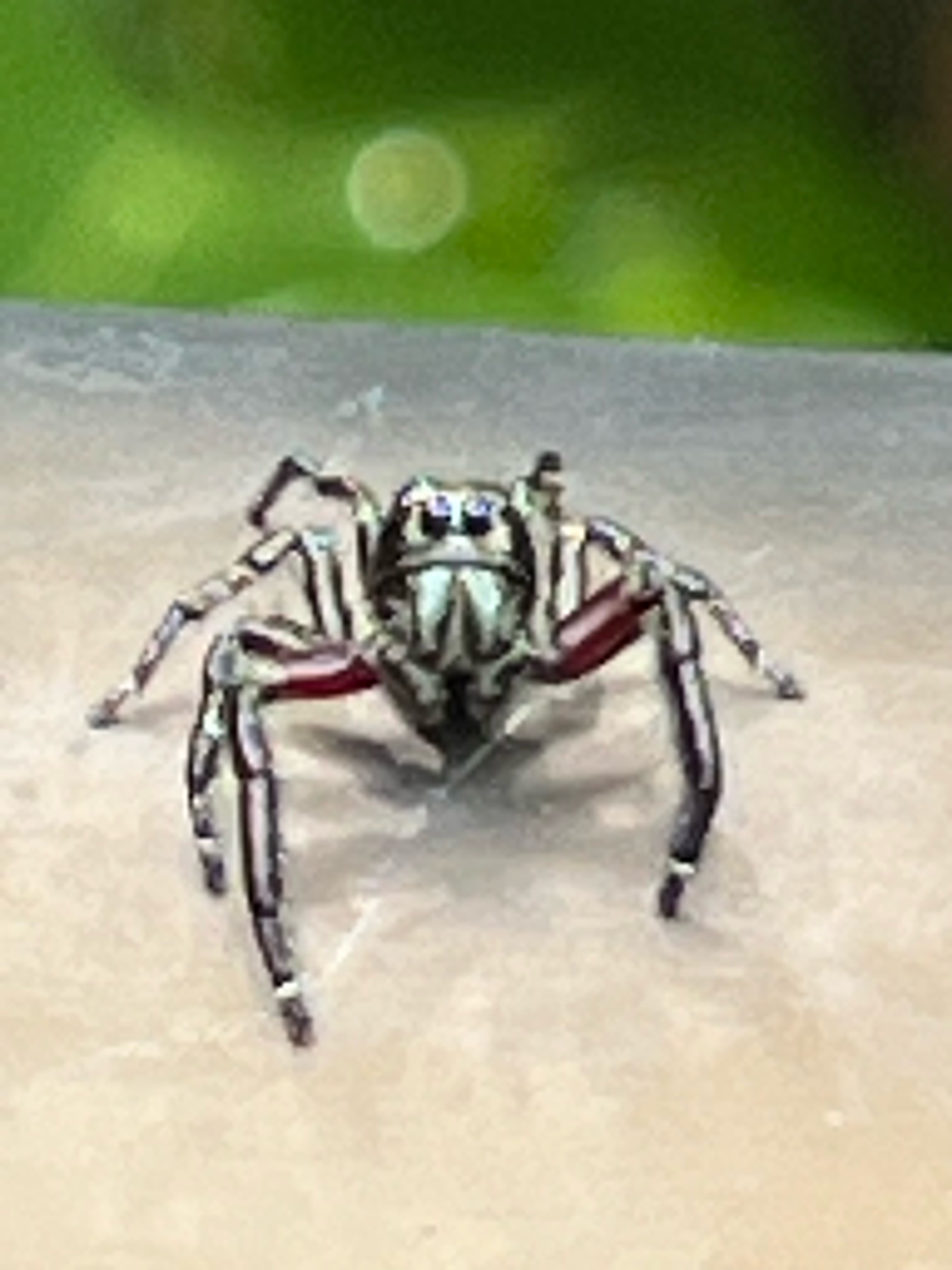 Jumping spider