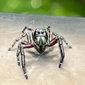 Jumping spider