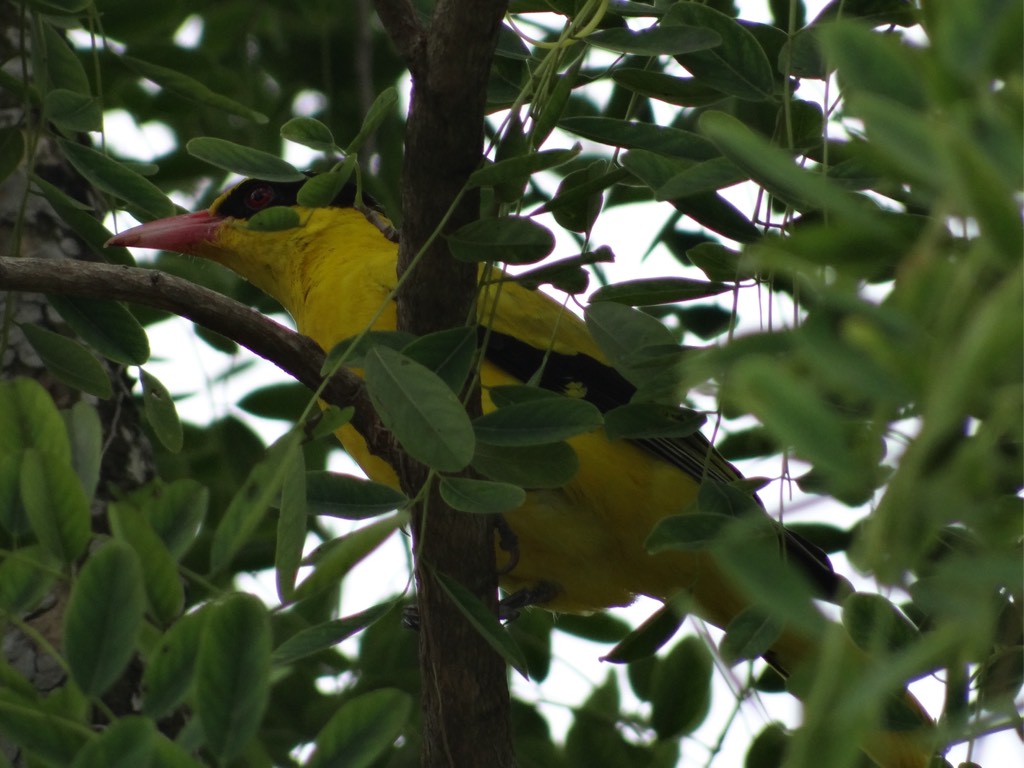 Black-naped oriole