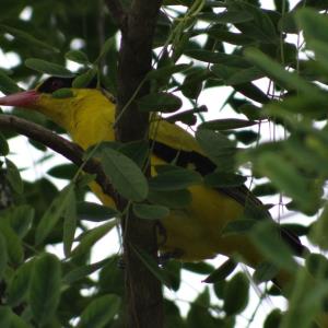 Black-naped oriole