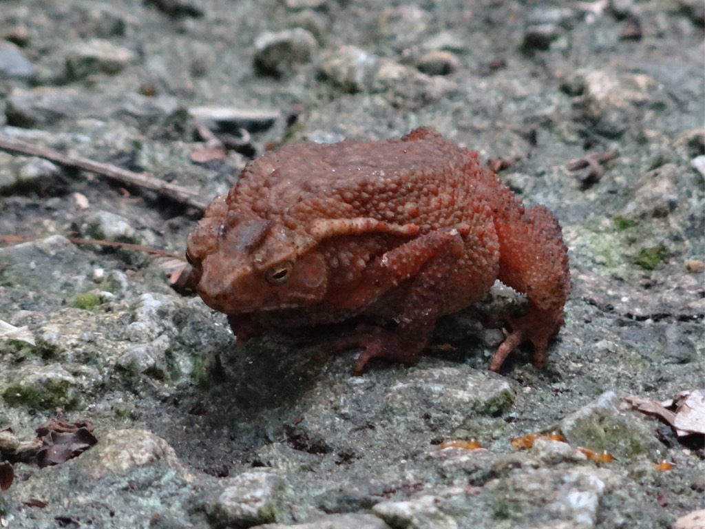 Four-ridged toad 