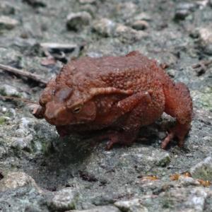 Four-ridged toad 