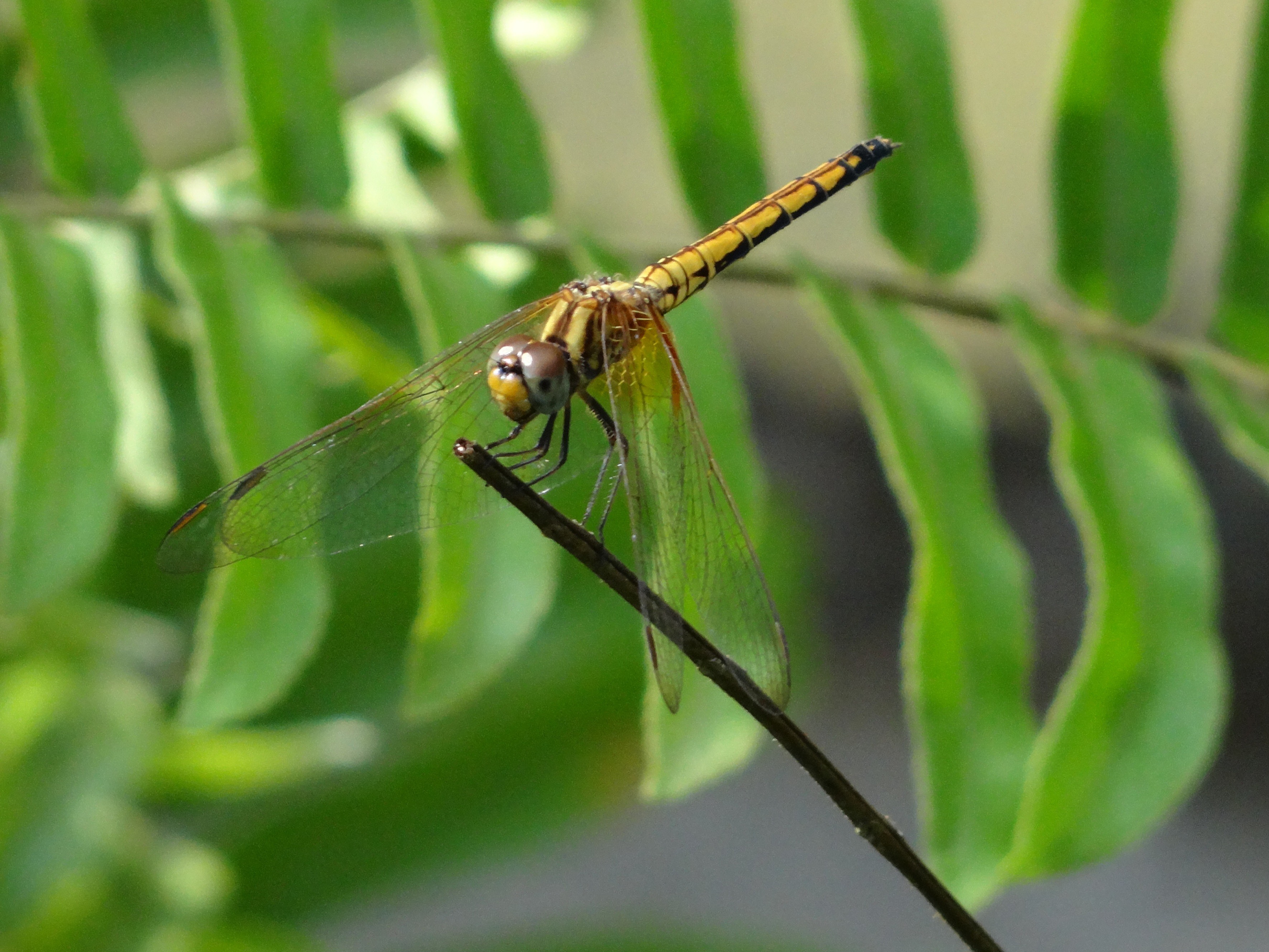 Crimson dropwing (f)