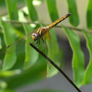 Crimson dropwing (f)