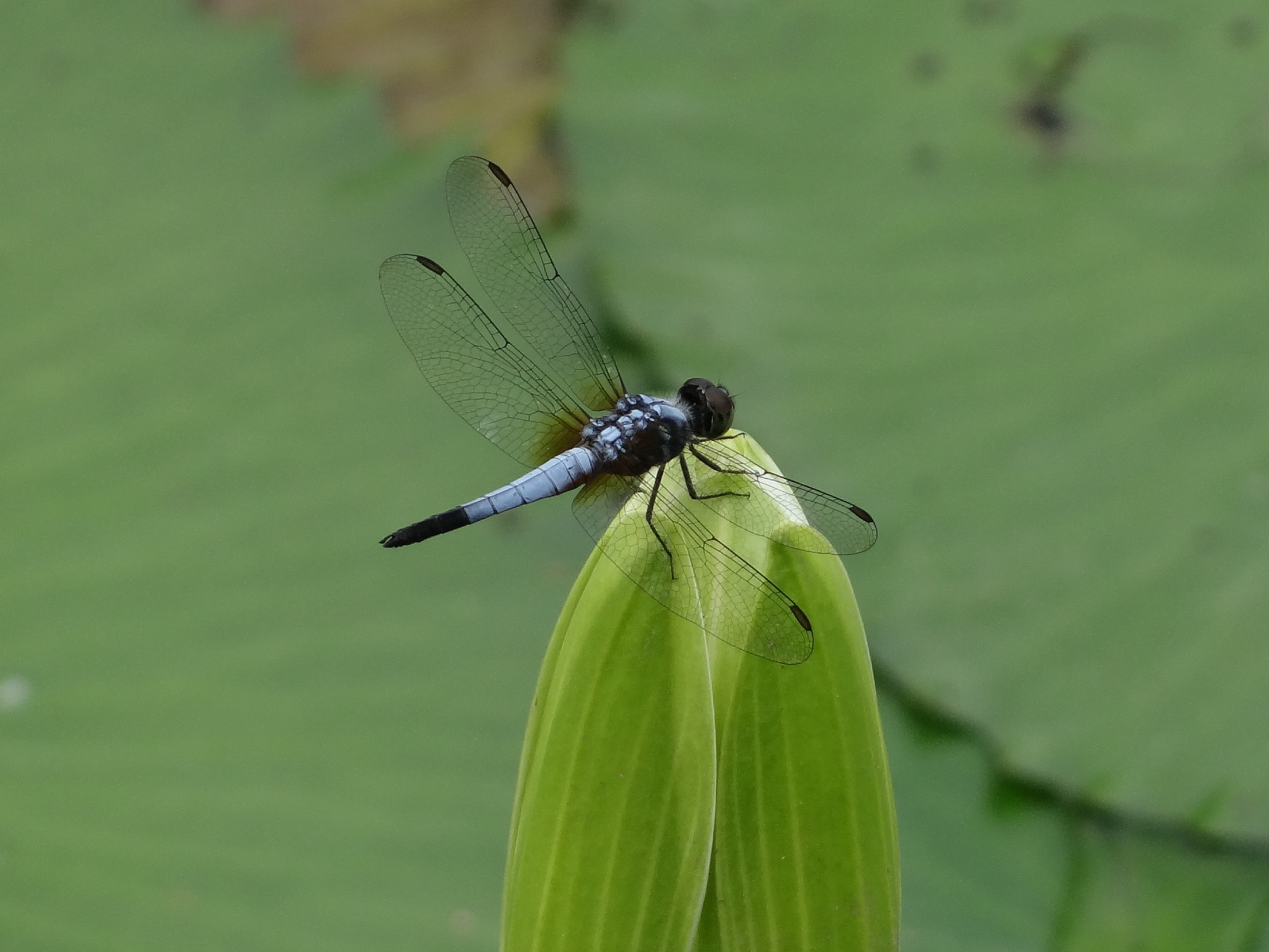 Blue dasher (m)