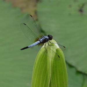 Blue dasher (m)