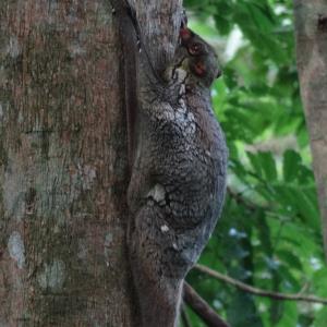 Sunda colugo