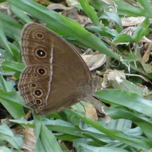 Dark brand bush brown