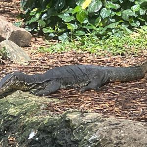 Asian water monitor lizard