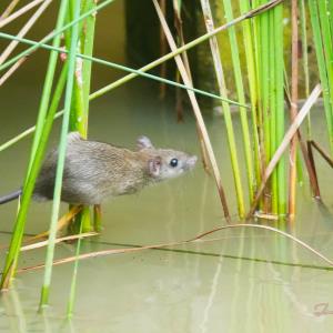  rice-field rat