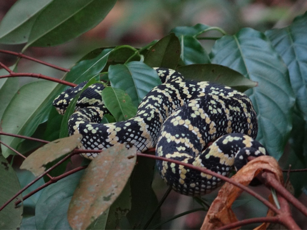 Wagler's pit-viper