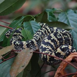 Wagler's pit-viper