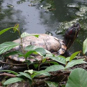 Red-eared slider