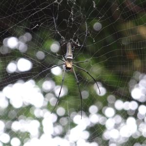 Golden orb web spider 