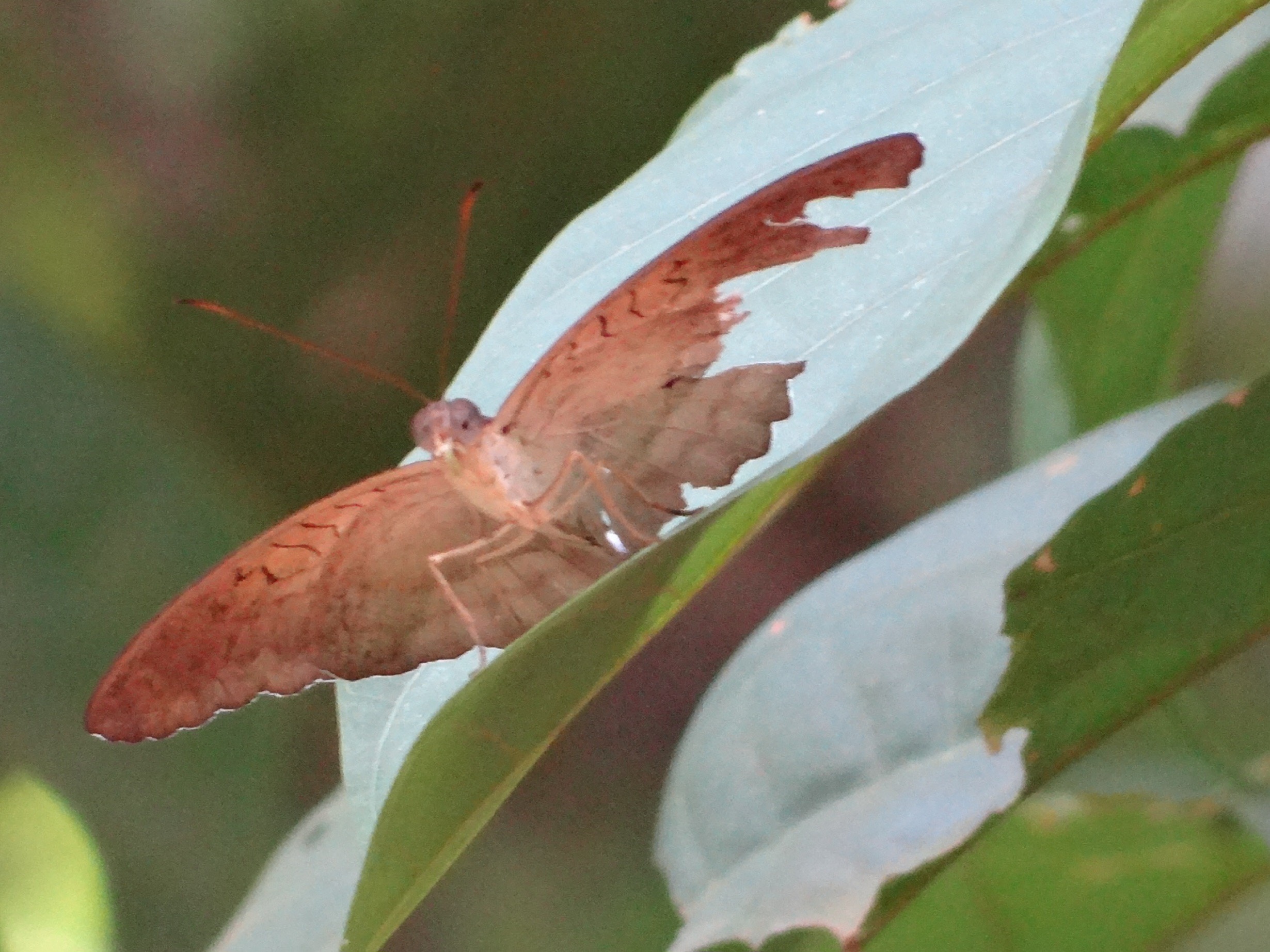 Horsfield's baron (f)