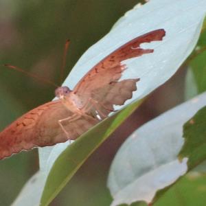 Horsfield's baron (f)