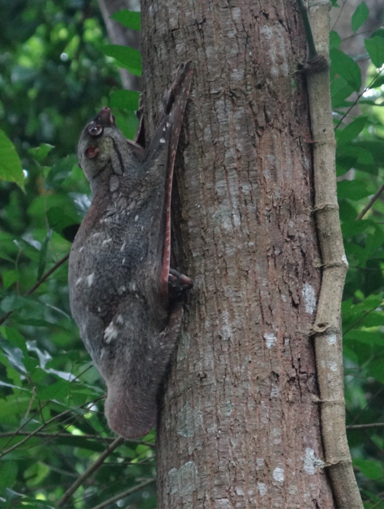 Malayan colugo 