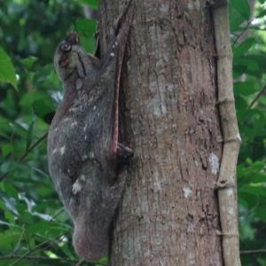 Malayan colugo 