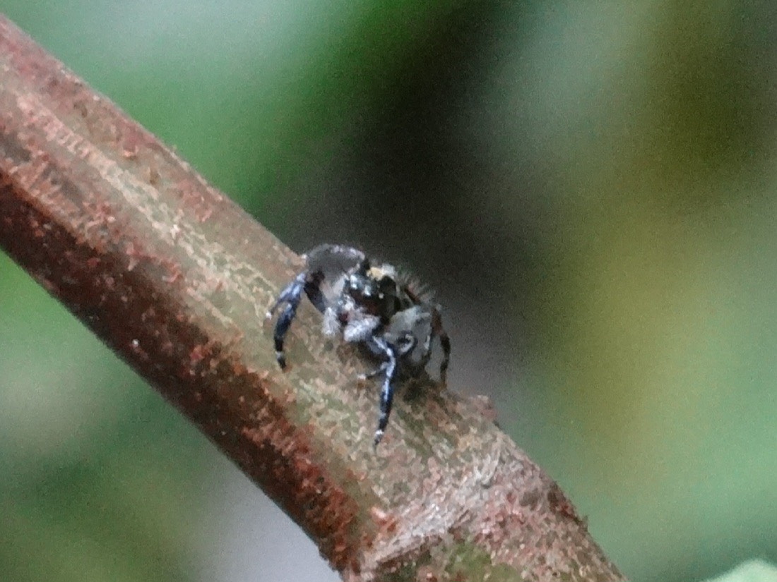 Jumping spider 