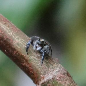 Jumping spider 