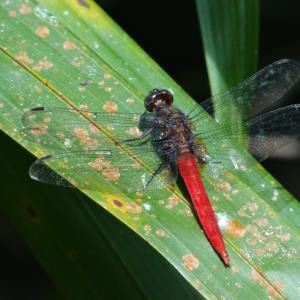 Spine-tufted skimmer (m)