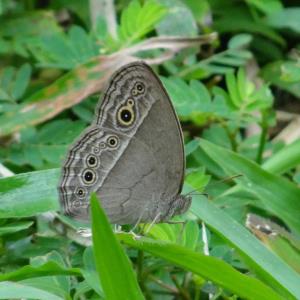 Long brand bush brown