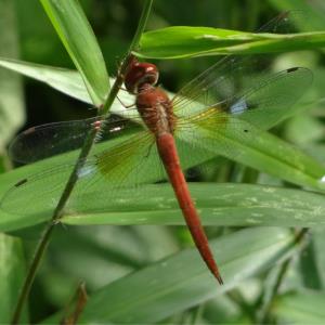 White-barred duskhawk (m)