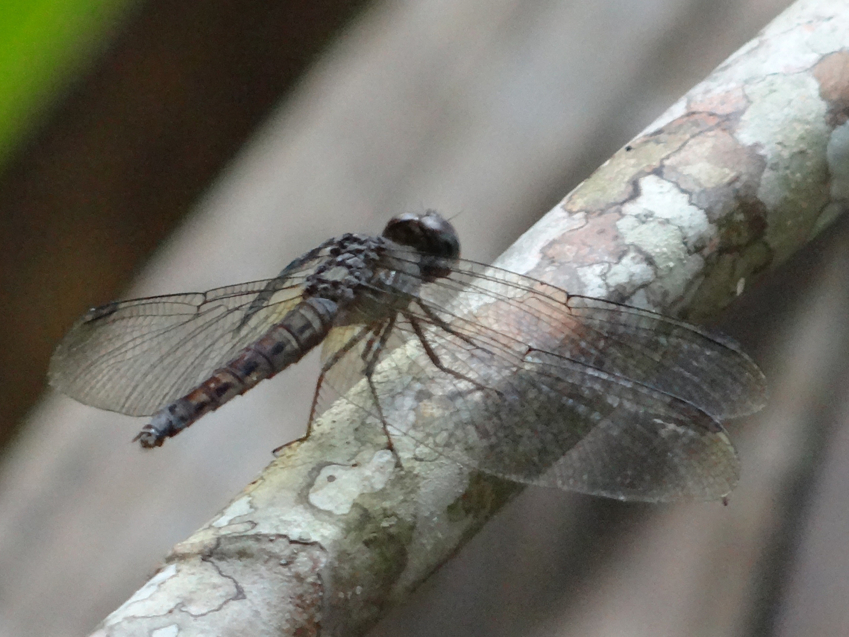 Variable sentinel (m)