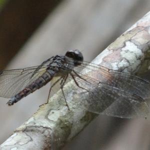 Variable sentinel (m)