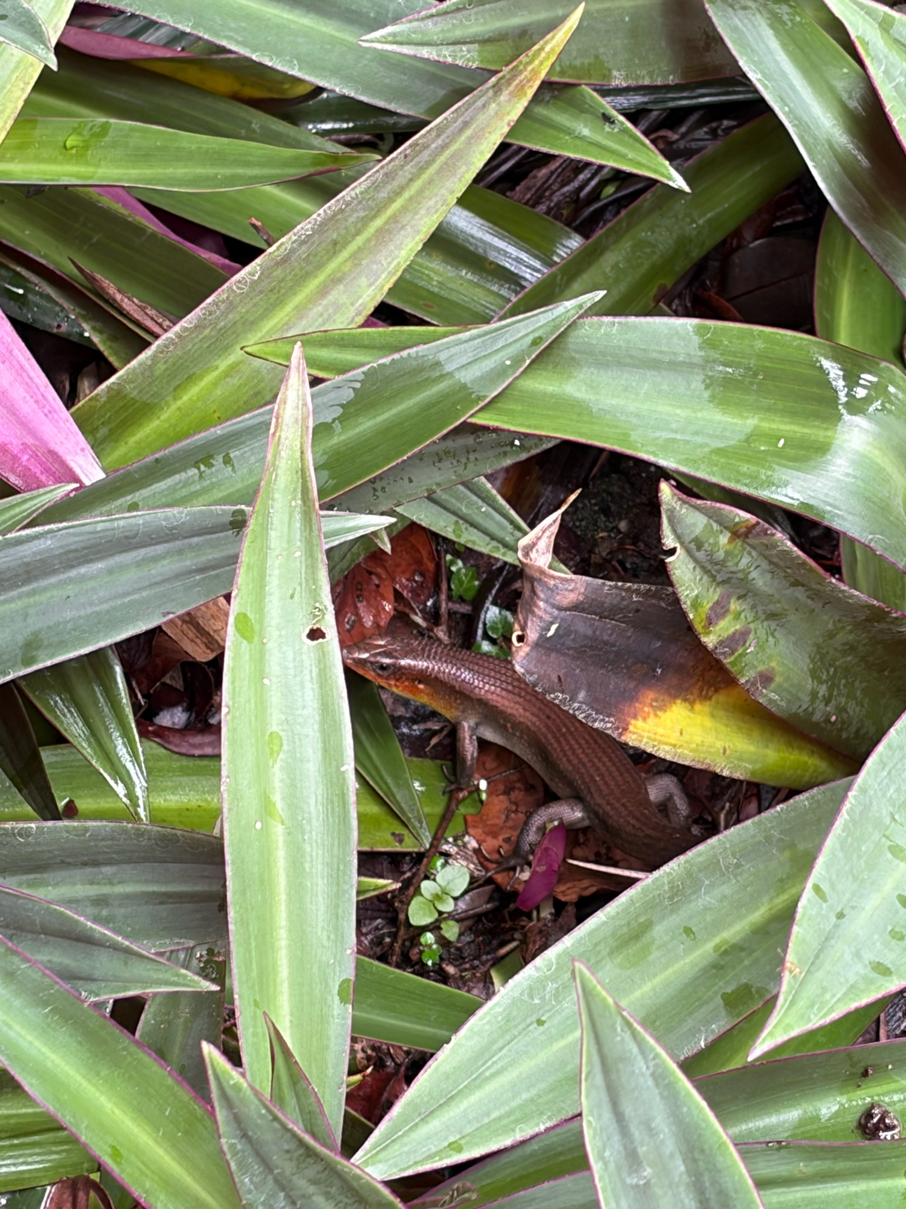 Many-lined sun skink