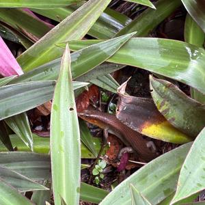 Many-lined sun skink